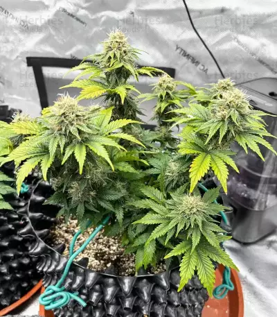 Crème De la Chem Auto (Mephisto Genetics) Cannabis-Samen