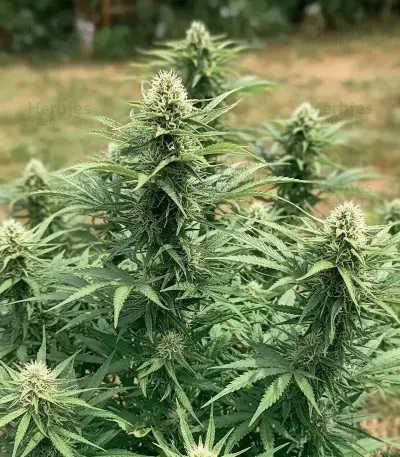 Doctor Shiva Auto (Flash Seeds) Cannabis-Samen