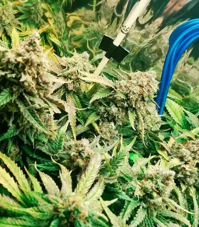 Fruit Punch (Heavyweight Seeds) Cannabis-Samen