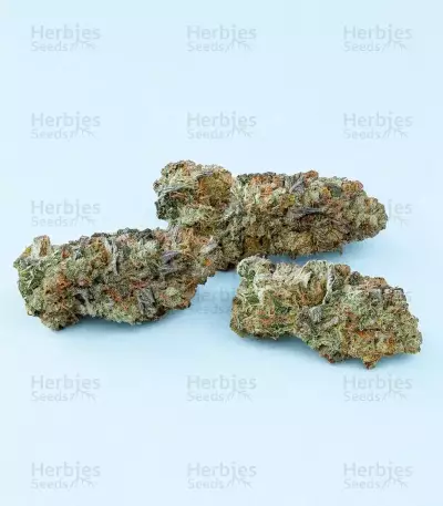 G.S. Cookies feminisierte Samen (Humboldt Seed Company)