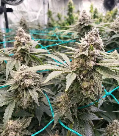 Grimm Glue (Brothers Grimm Seeds)