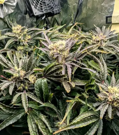 Grimm Glue (Brothers Grimm Seeds)