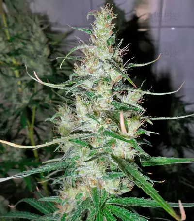 Hawaiian Snow (GHS) Cannabis-Samen