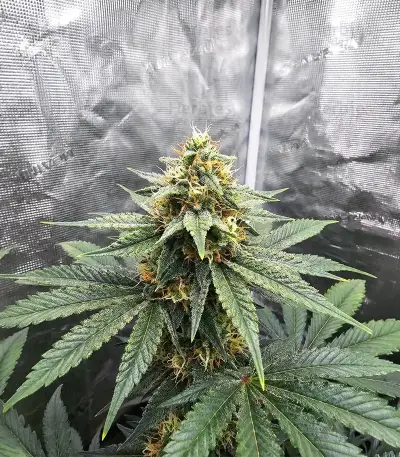 Heavy Head (Big Head Seeds) Cannabis-Samen