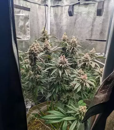 Mac N' Jack R1 feminisierte Samen (Ethos Genetics)