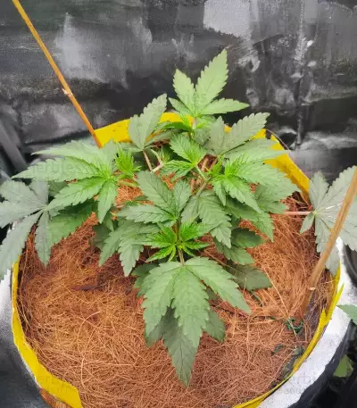Mandarin Cookies R1 V2 feminisierte Samen (Ethos Genetics)