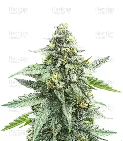 Skystomper 2.0 Auto feminisierte Samen (Mephisto Genetics)