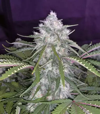 Smoothie Auto (Fast Buds) Cannabis-Samen