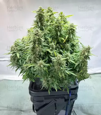 Vanilla Latte Autoflower feminisierte Samen (Humboldt Seed Company)