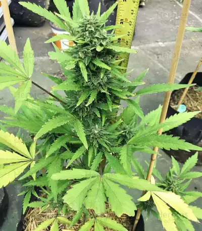 Z Auto (Fast Buds) Cannabis-Samen
