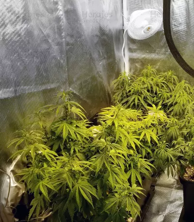Sugar Breath (Humboldt Seeds Organization) Cannabis-Samen