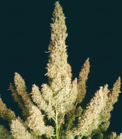 Wedding Glue Auto feminisierte Samen (Seedstockers)