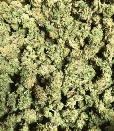 Deadhead OG (Cali Connection Seeds) Cannabis-Samen