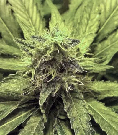 Honey Cream (Fast Flowering) (RQS) Cannabis-Samen