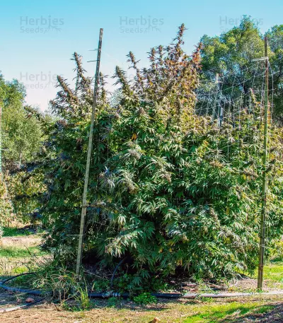501st OG Regular (Rare Dankness Seeds) Cannabis-Samen
