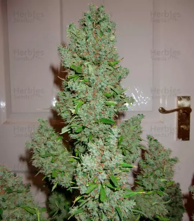 Auto Ultimate (Dutch Passion) Cannabis-Samen