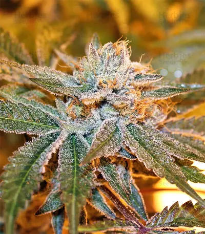 Boulder Bubblegum (Sagarmatha Seeds) Cannabis-Samen