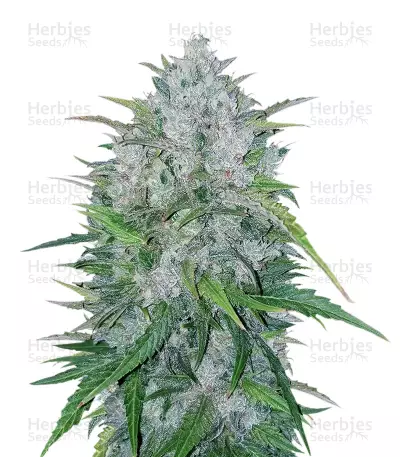 Bruce Banner #3 (Big Head Seeds) Cannabis-Samen
