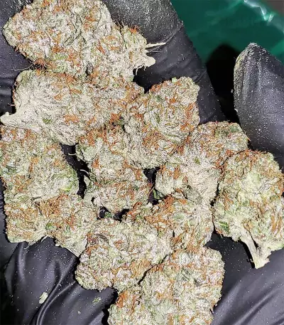 Bubble Bomb (Bomb Seeds) Cannabis-Samen