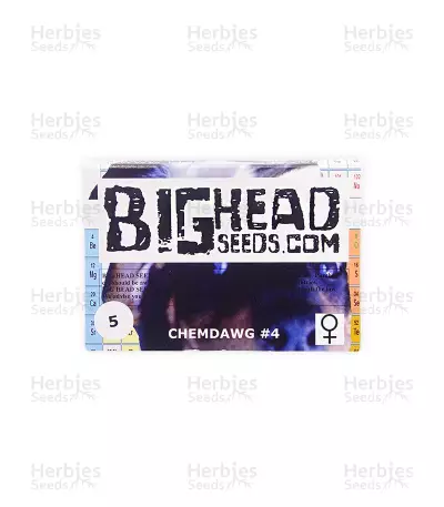 Chemdawg #4 (Big Head Seeds) Cannabis-Samen