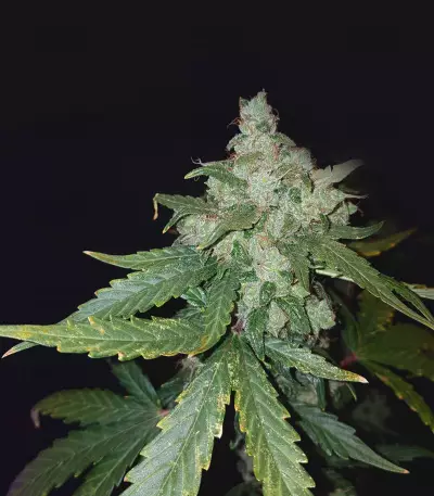 Cheese Auto (Funky Skunk Auto) (Expert Seeds)