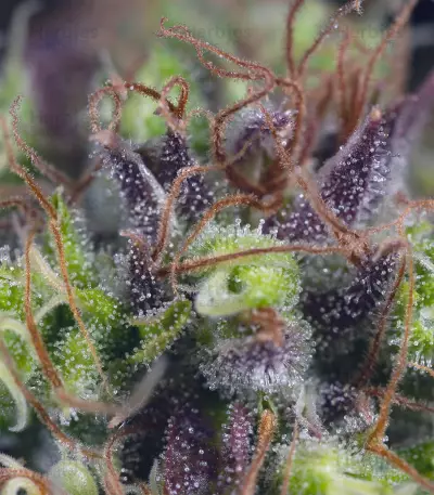 Dinamed CBD (Dinafem Seeds) Cannabis-Samen