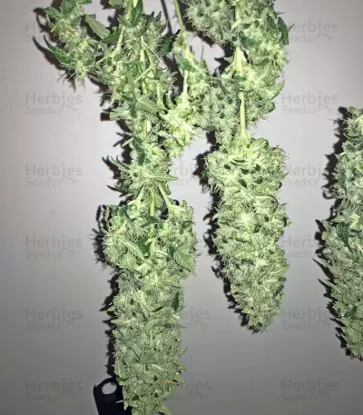 Green Crack (BlimBurn Seeds) Cannabis-Samen
