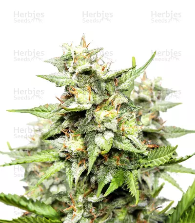 Hawaiian Punch (Sagarmatha Seeds) Cannabis-Samen