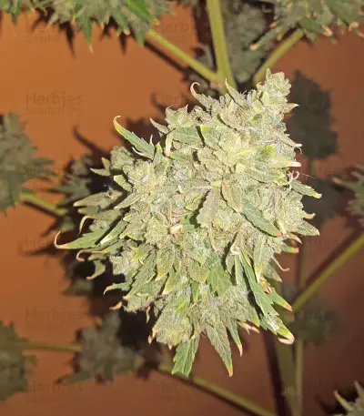 Hindu Kush (Sensi Seeds) Cannabis-Samen