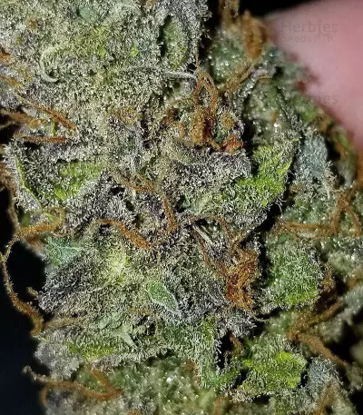 Julies Cookies (Big Head Seeds) Cannabis-Samen