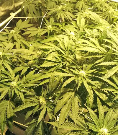 Kripple Roulette (Dr. Krippling Seeds) Cannabis-Samen