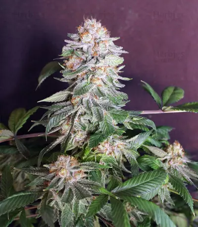 Midnight Kush (G13 Labs) Cannabis-Samen