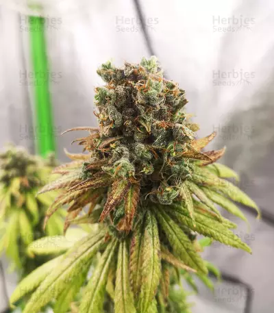 NYC Diesel (Zambeza Seeds) Cannabis-Samen