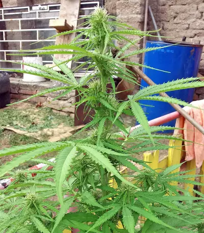 Northern Lights Autoflower feminisierte Samen (Seedstockers)