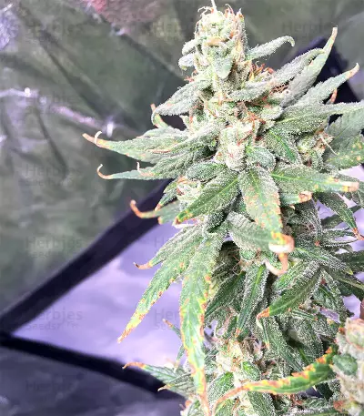Pakistan Chitral Kush Standard (Ace Seeds) Cannabis-Samen