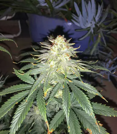 Pennywise regular (TGA Subcool Seeds / SubCool’s The Dank) Cannabis-Samen