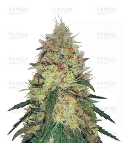 Pineapple Haze Regular (Barney's Farm) Cannabis-Samen