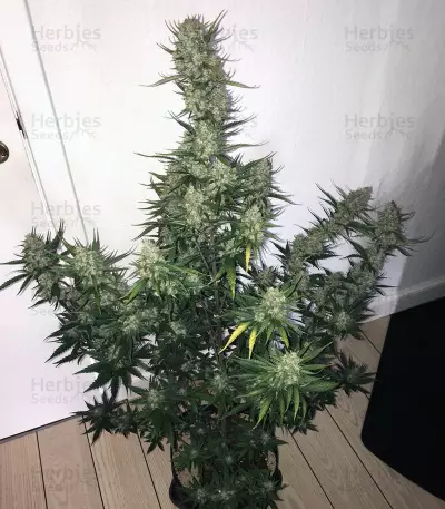Raw Diesel (G13 Labs) Cannabis-Samen