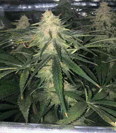 Runtz Samen feminisiert (Seedstockers)