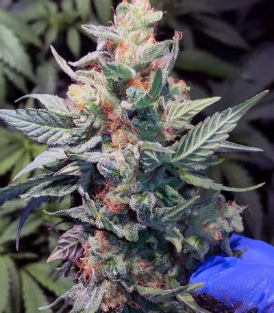 JillyBean regular (TGA Subcool Seeds / SubCool’s The Dank) Cannabis-Samen