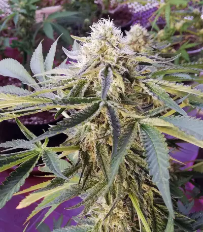 Wedding Gelato (RQS) Cannabis-Samen