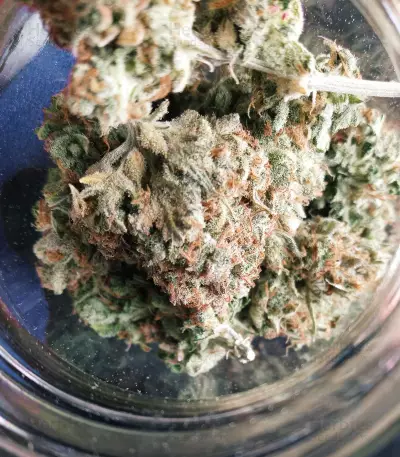 Original Afghan Kush Auto feminisiertes Saatgut (Fast Buds)
