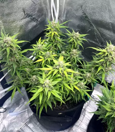 Apricot Auto strain