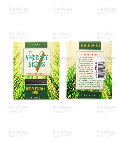 Bubblegum+ Pro (Victory Seeds) Cannabis-Samen