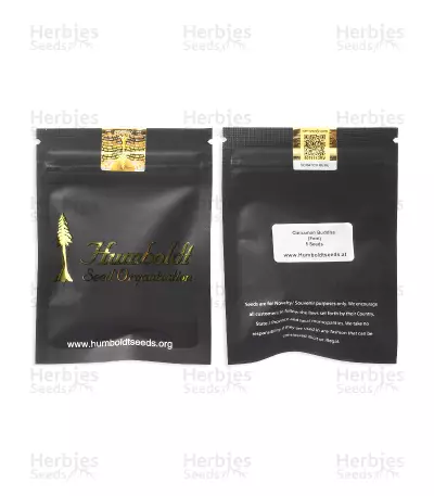 Cinnamon Buddha OG (Humboldt Seeds Organization)