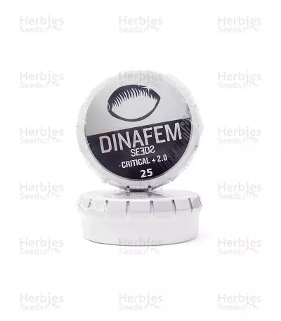 Critical + 2.0 (Dinafem Seeds) Cannabis-Samen