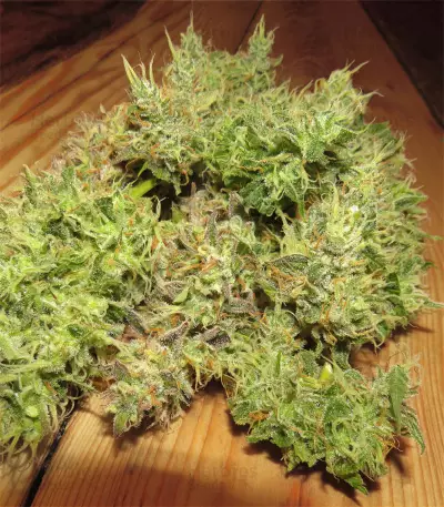 Critical Sour (Female Seeds) Cannabis-Samen