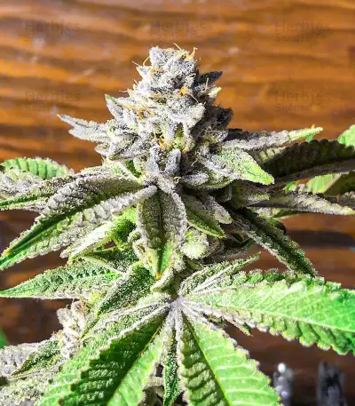 Dozy Breath feminisierte Samen (AlphaFem Seeds)