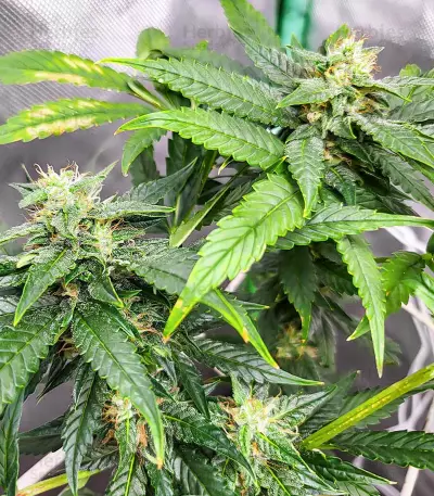 Dozy Doz feminisierte Samen (AlphaFem Seeds)