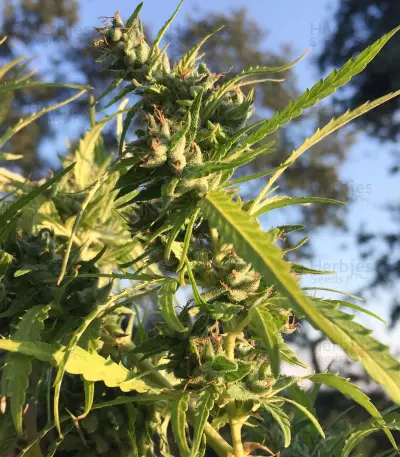 Dream Berry (Female Seeds) Cannabis-Samen